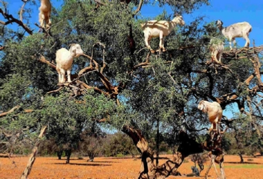 Morocco Today Travel